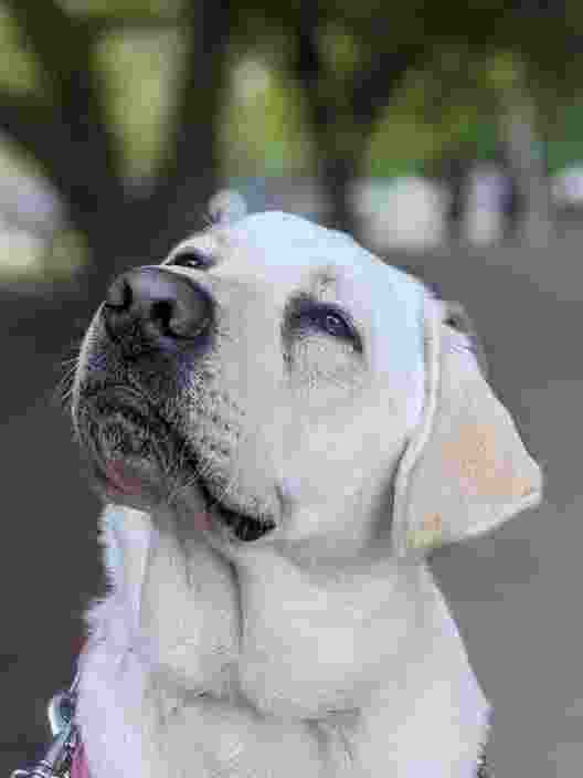 Yellow Labrador looking up and left at the camera.