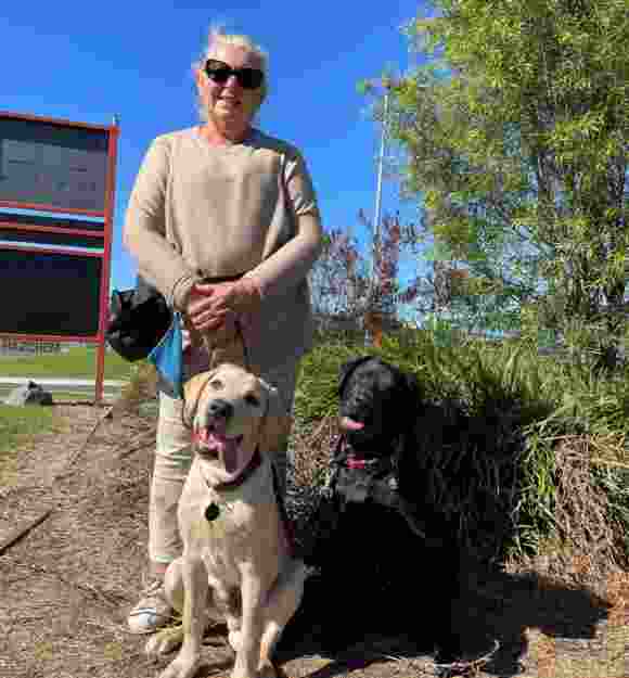 A person standing outside next to two Labradors