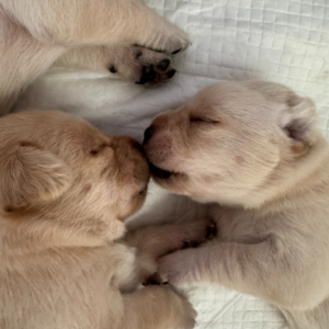 Two yellow Labrador puppies asleep facing each other.