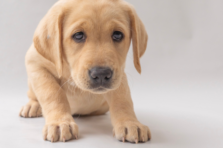 A yellow Labrador puppy crouching down in front of a white background.