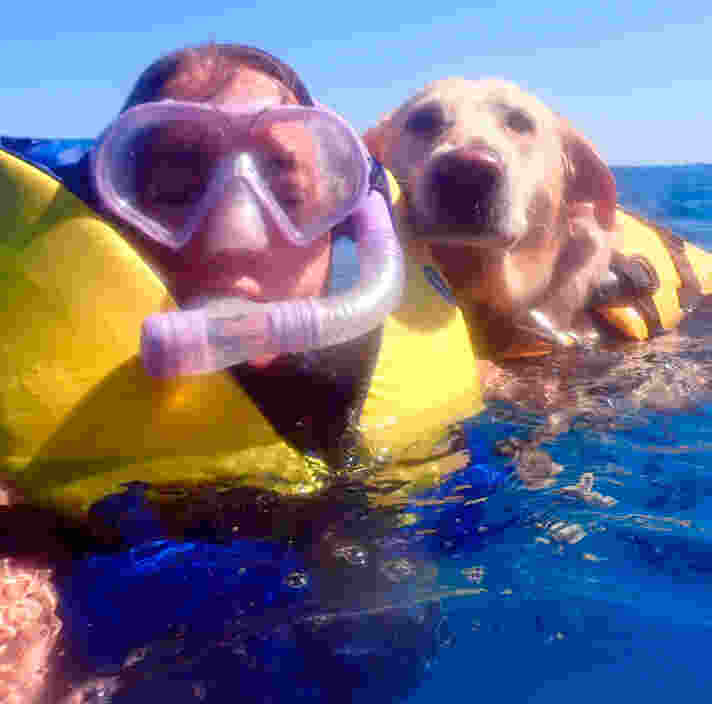 Yellow Labrador Therapy Dog Dawn swimming with Handler