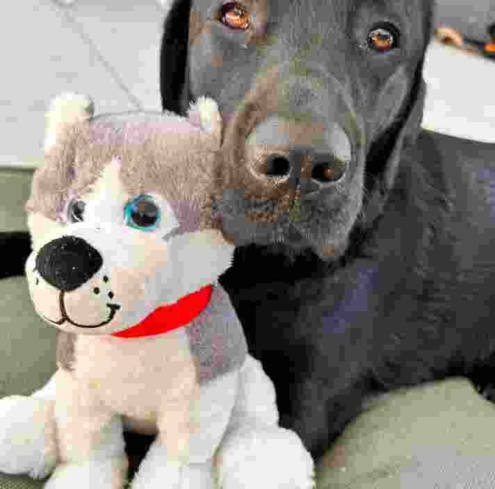 Black Labrador Therapy Dog Doc.