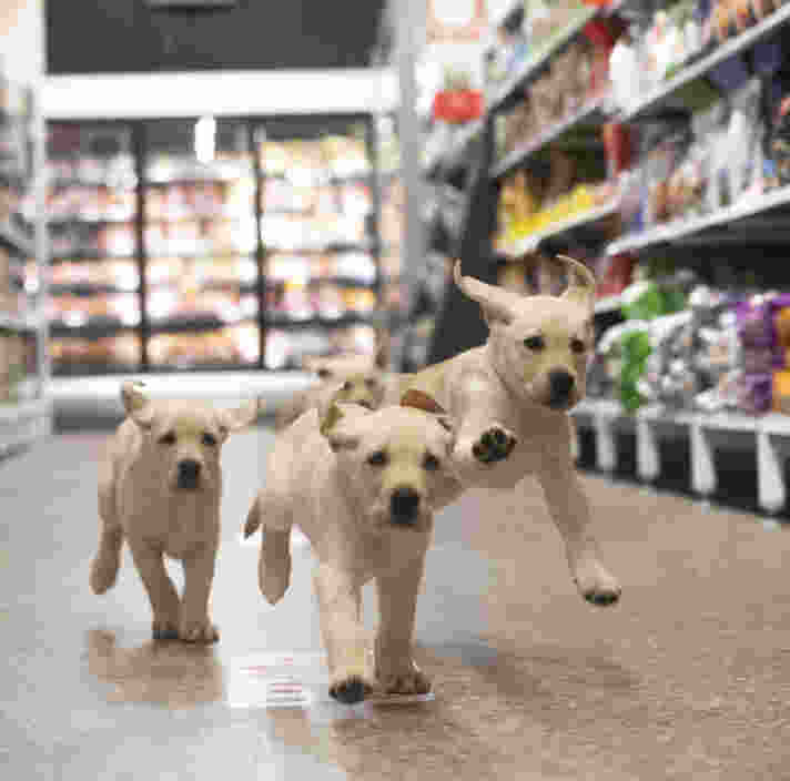 Three yellow Labrador puppies running