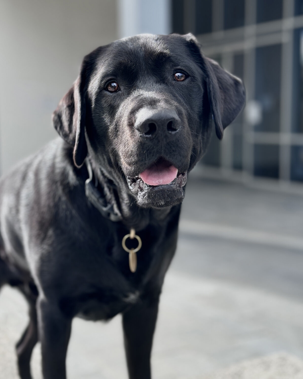 Black Labrador Ambassador Dog Fella