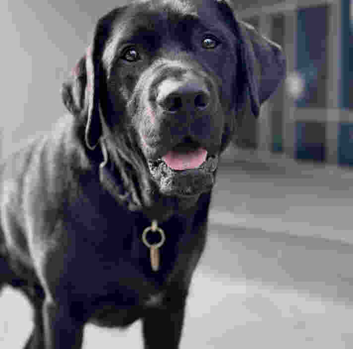 Black Labrador Ambassador Dog Fella