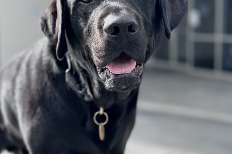 Guide Dog Tales Autumn 2025