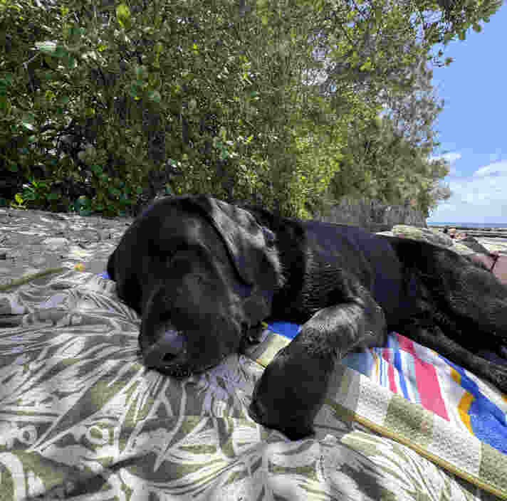 Black Labrador Fella laying down.