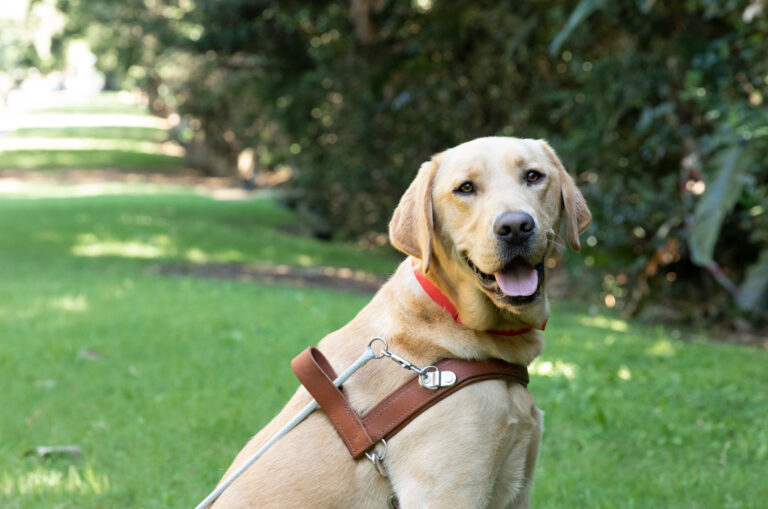A yellow Labrador Guide Dog in harness.