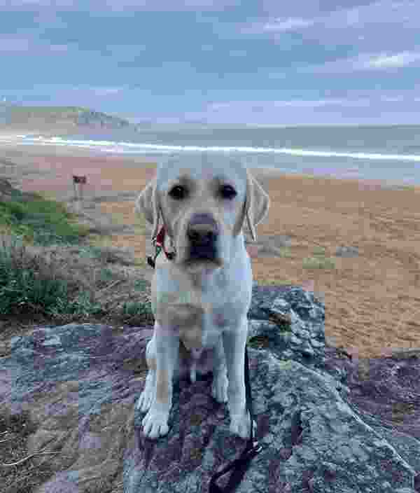 Yellow Labrador Arnie sitting at the beach.