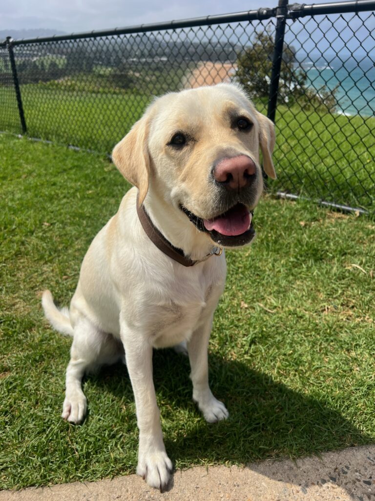 Yellow Labrador Arnie sitting.