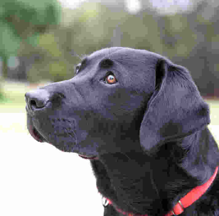 A black Labrador looking to the left of the camera.