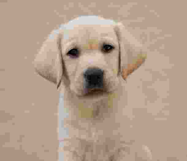 A yellow Labrador puppy sitting.