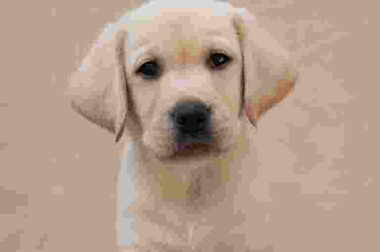 A yellow Labrador puppy sitting.