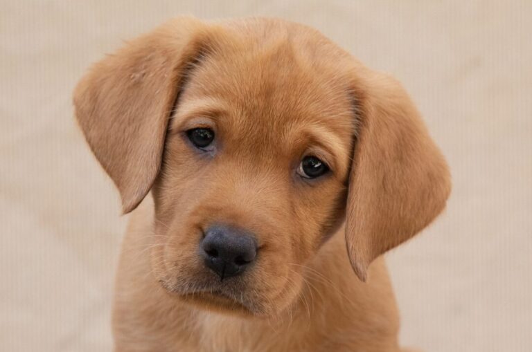 A yellow Labrador puppy sitting.