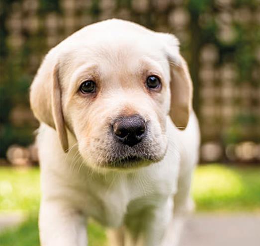 Yellow Labrador puppy Arnie