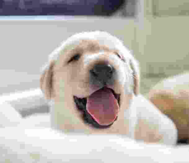 A yellow Labrador puppy yawning at the camera.
