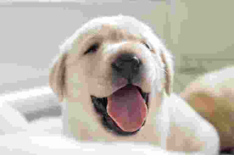 A yellow Labrador puppy yawning at the camera.