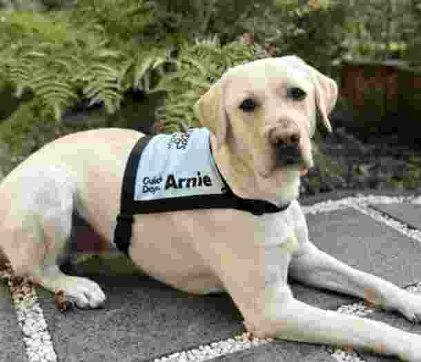 Yellow Labrador Ambassador Dog Arnie laying down.