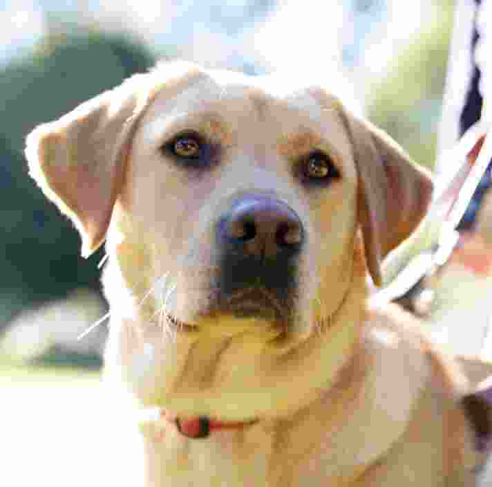 A yellow Guide Dog looking at the camera.
