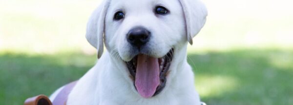 Make a tax-deductible donation before June 30!