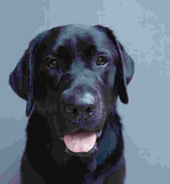 Black Labrador looking at the camera.
