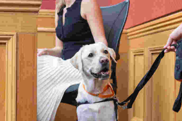 Yellow Labrador Arnie sitting in court near the stand.