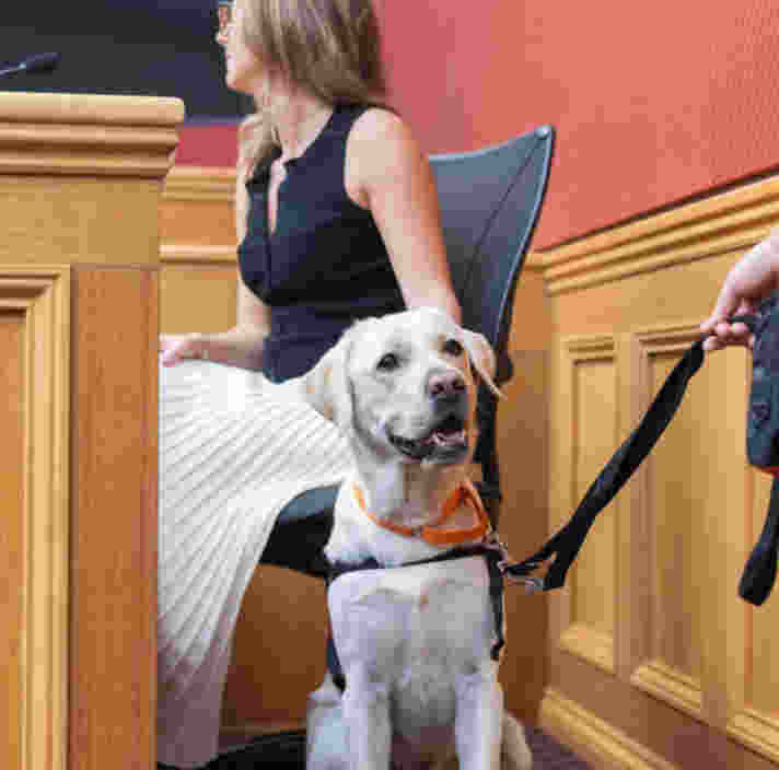 A person patting a yellow Labrador in court.