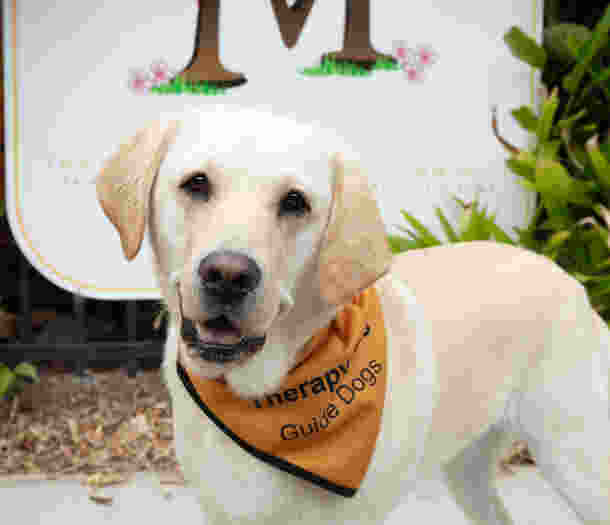 A yellow Labrador looking a the camera.