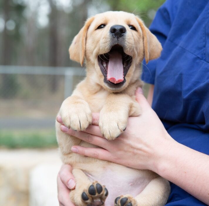 A yellow Labrador puppy being held.
