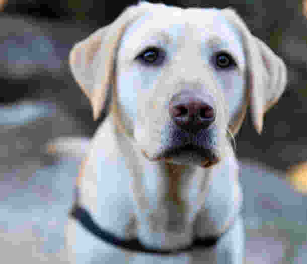 A yellow Labrador looking up at the camera.