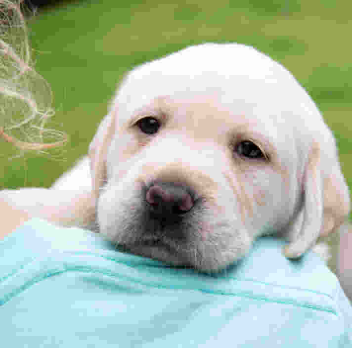 A person holding a yellow Labrador puppy.