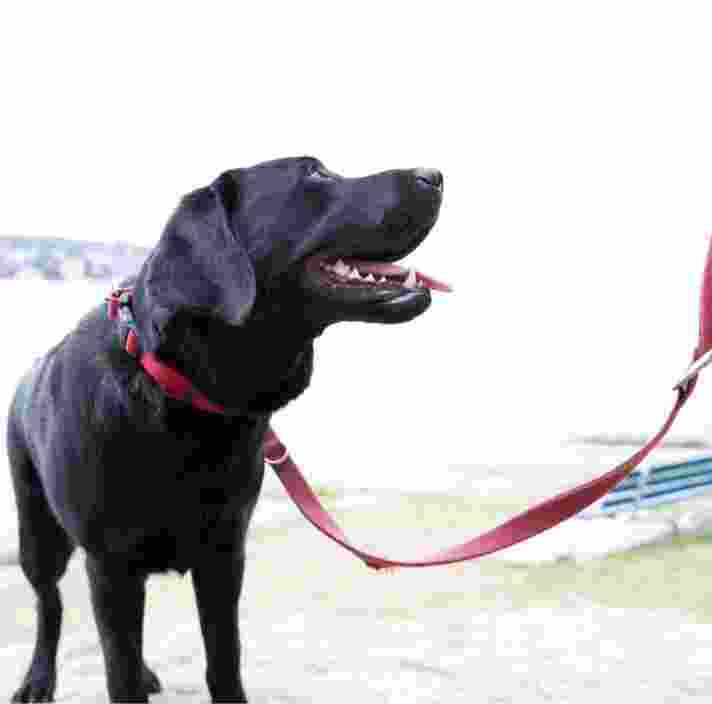 A black Labrador with a red leash looking up at it's Handler.