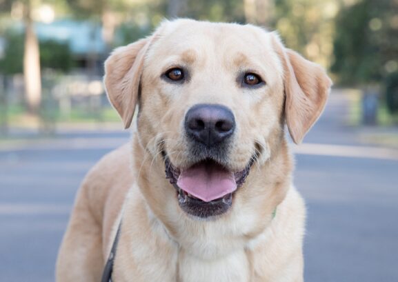 A yellow Labrador looking a the camera.
