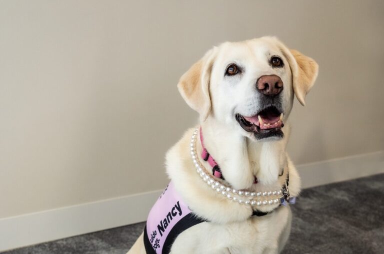 Daisy Tales Autumn 2025