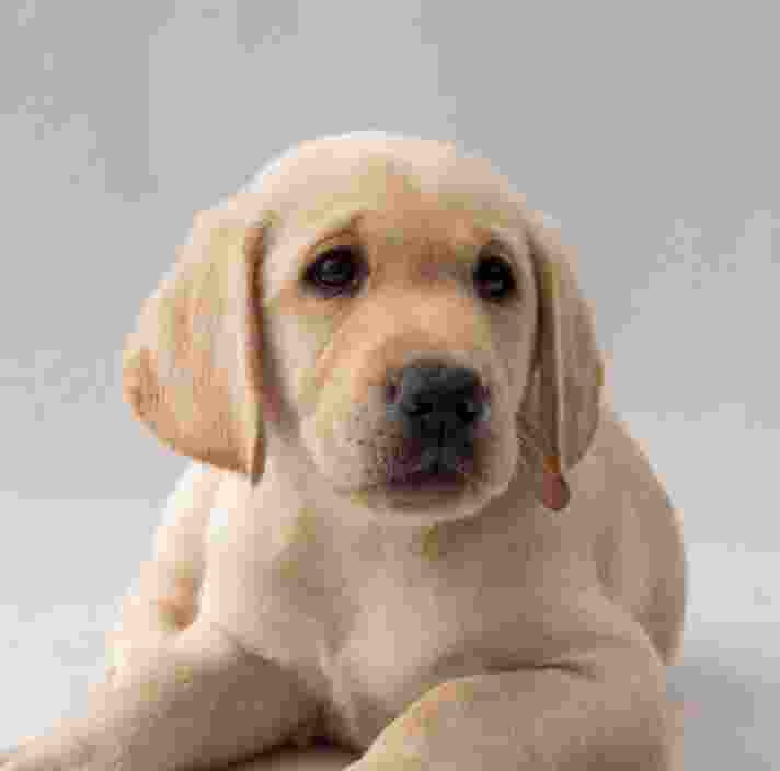 A yellow Labrador puppy laying down in front of a white background.