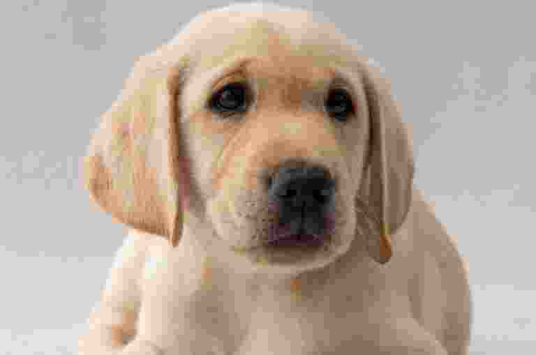 A yellow Labrador puppy laying down in front of a white background.
