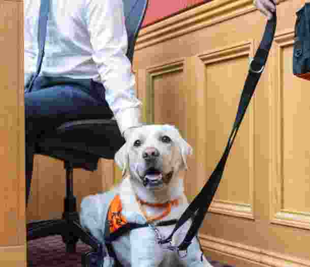 A yellow Labrador laying down at court.