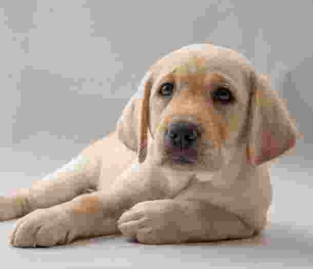 Yellow Labrador puppy laying down.