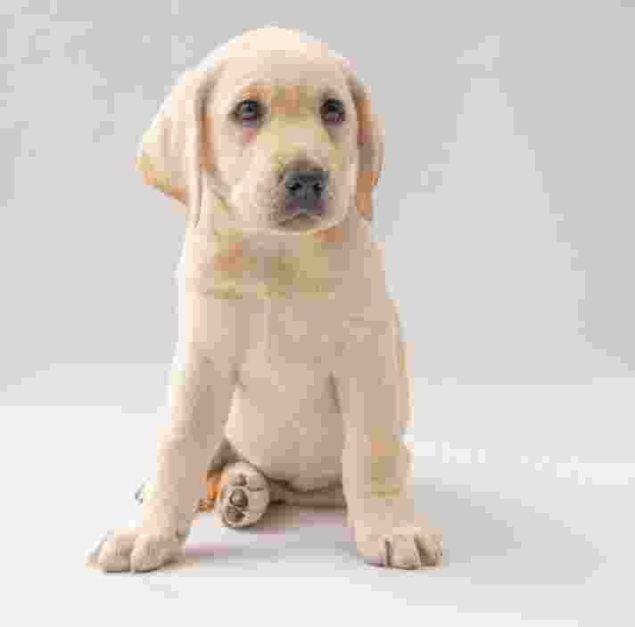 Yellow Labrador puppy sitting.