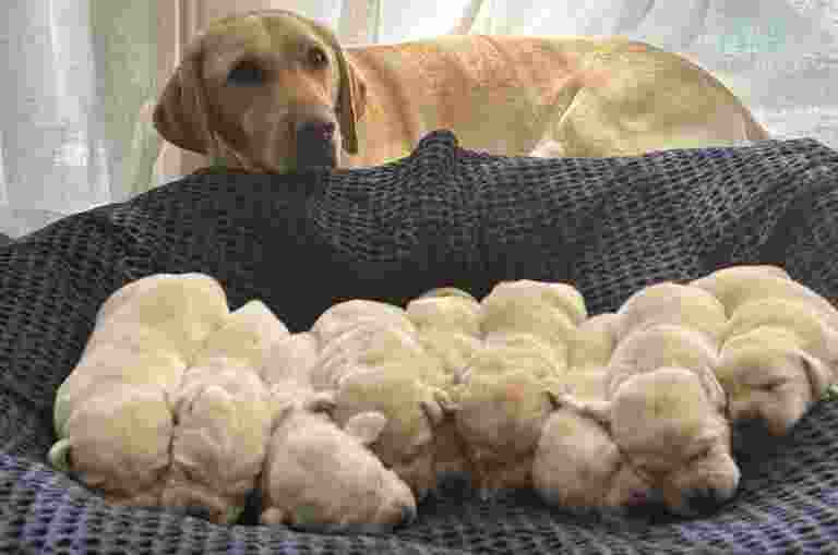 Nine yellow Labrador puppies asleep next to each other.