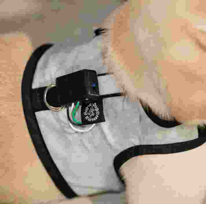 A close up of a yellow Labrador puppy wearing the smart collar.