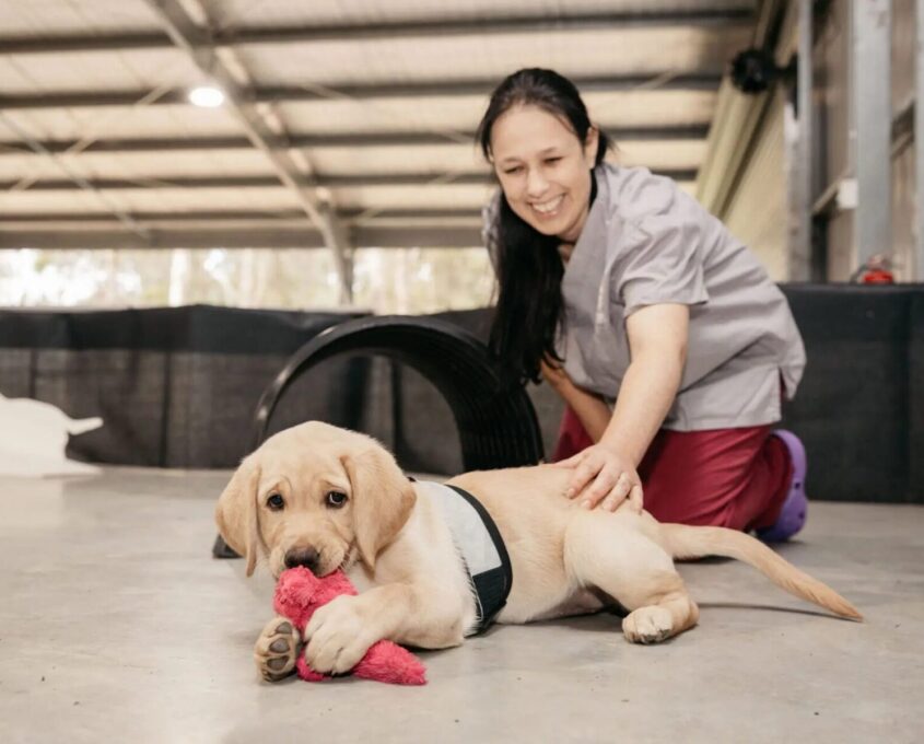 A yellow Labrador puppy laying down in the smart collar with a member of the puppy team.