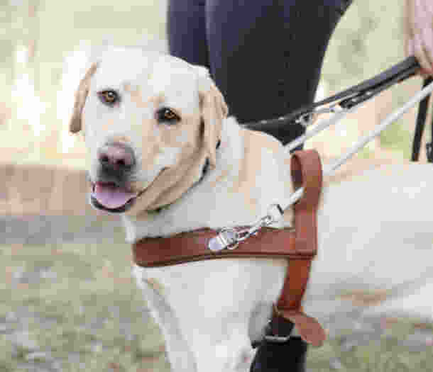 A yellow Labrador Guide Dog in harness looking at the camera.