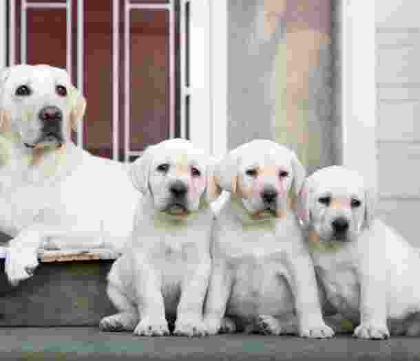 A yellow Labrador and three yellow Labrador puppies.