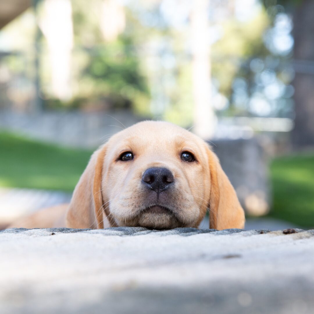 Yellow Labrador Beanie looks up over a concrete block.
