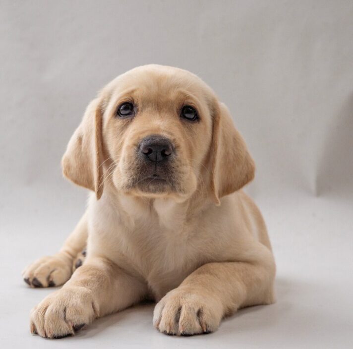 A yellow Labrador puppy lies down.
