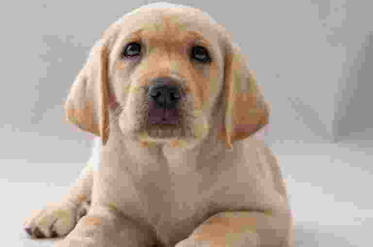 A yellow Labrador puppy lies down.