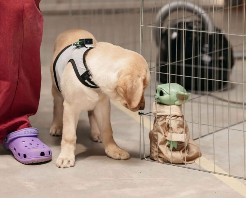 A yellow Labrador puppy in the smart collar looking at a Yoda toy.