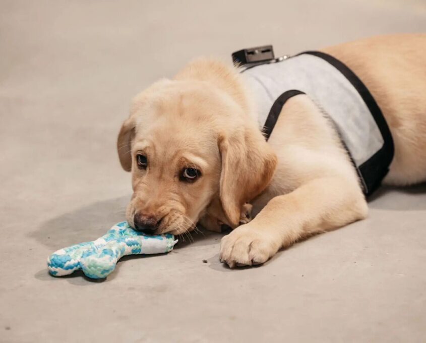 A yellow Labrador puppy laying down in the smart collar with a toy.