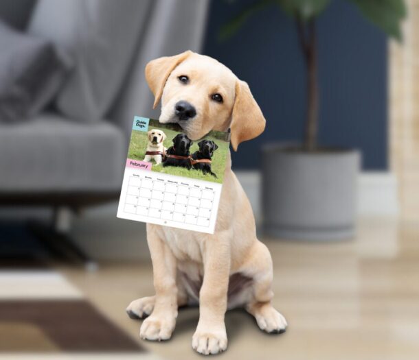 Sign up for our 2026 calendar Guide Dogs NSW/ACT